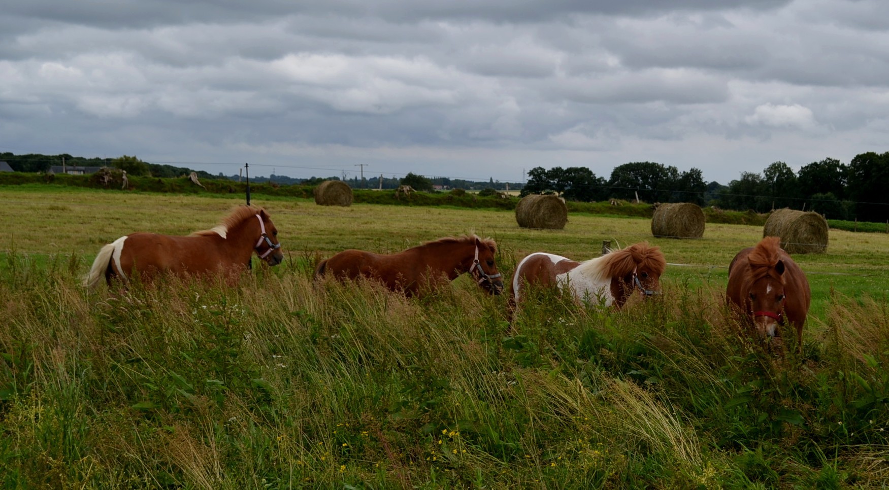 Les poneys